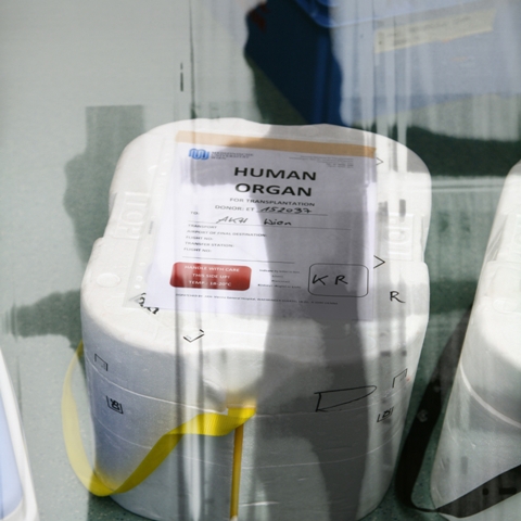 Human Organ Constellation (1/1)