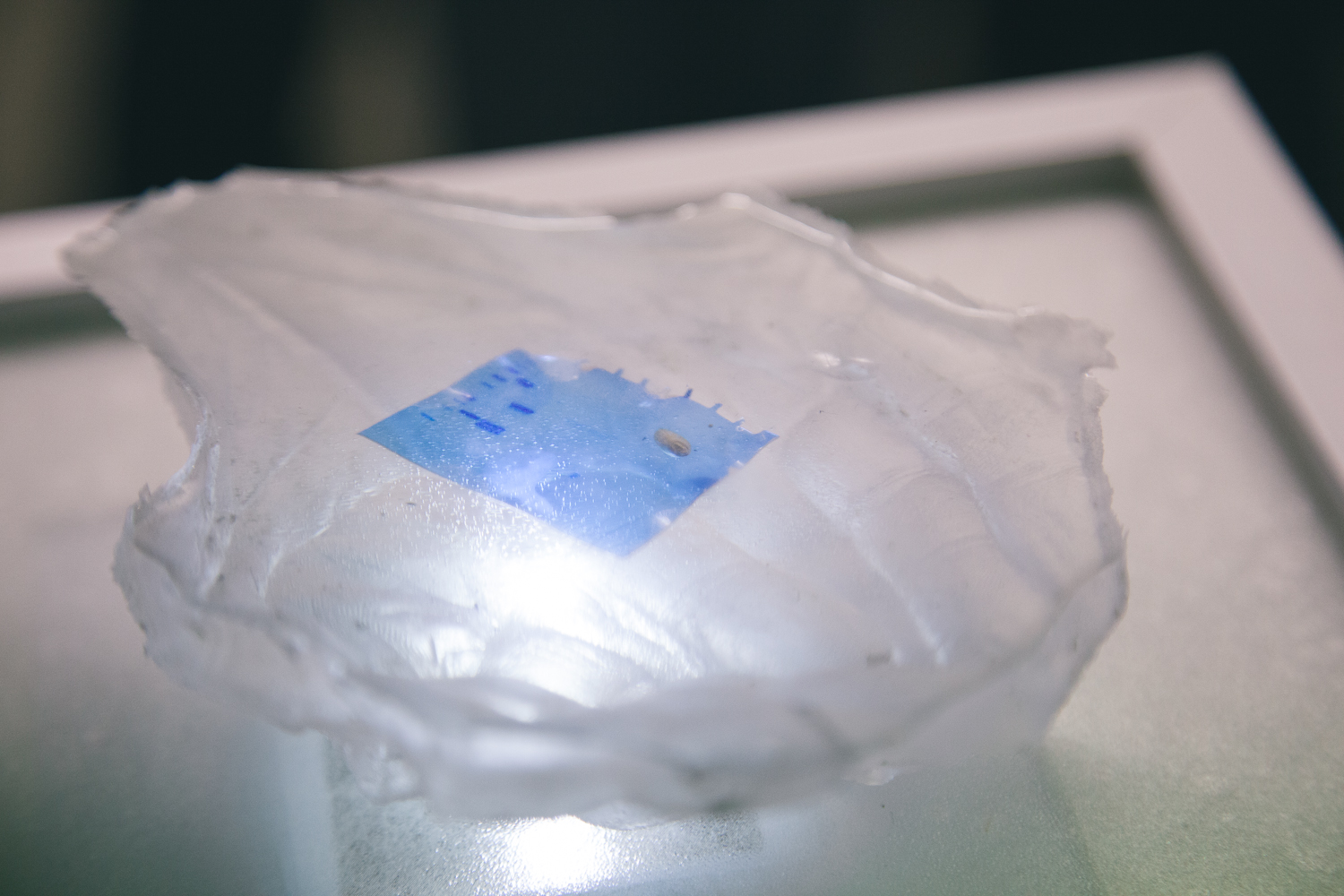 seedkeepers_skica (9/11)